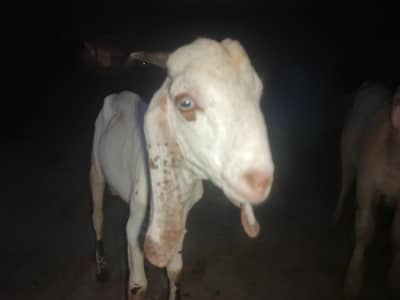 desi cross 2 male for sell arjant