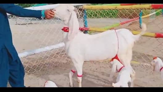 desi Bakri for sale WhatsApp number 0329,5377,951