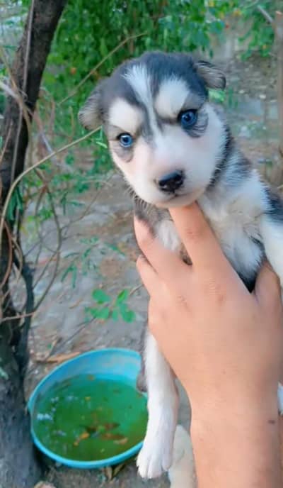Siberian Husky Pair