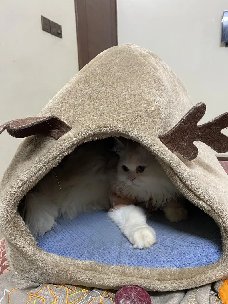 cat bed karachi only
