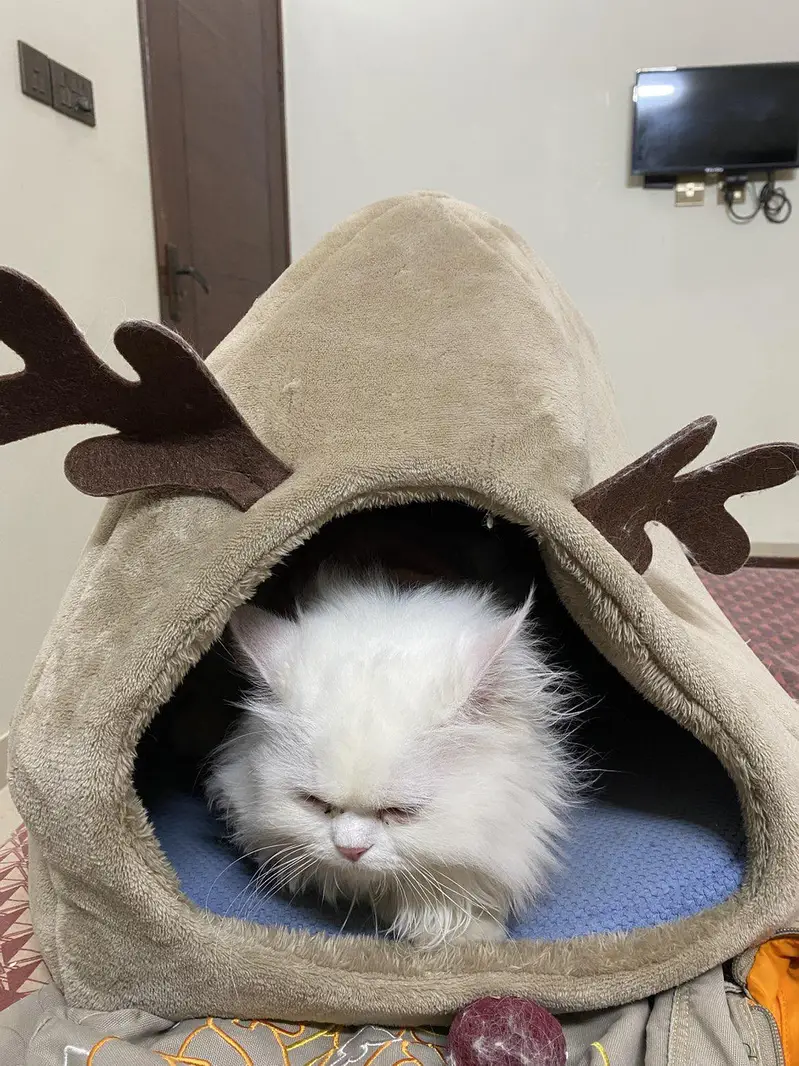 cat bed karachi only — photo 5