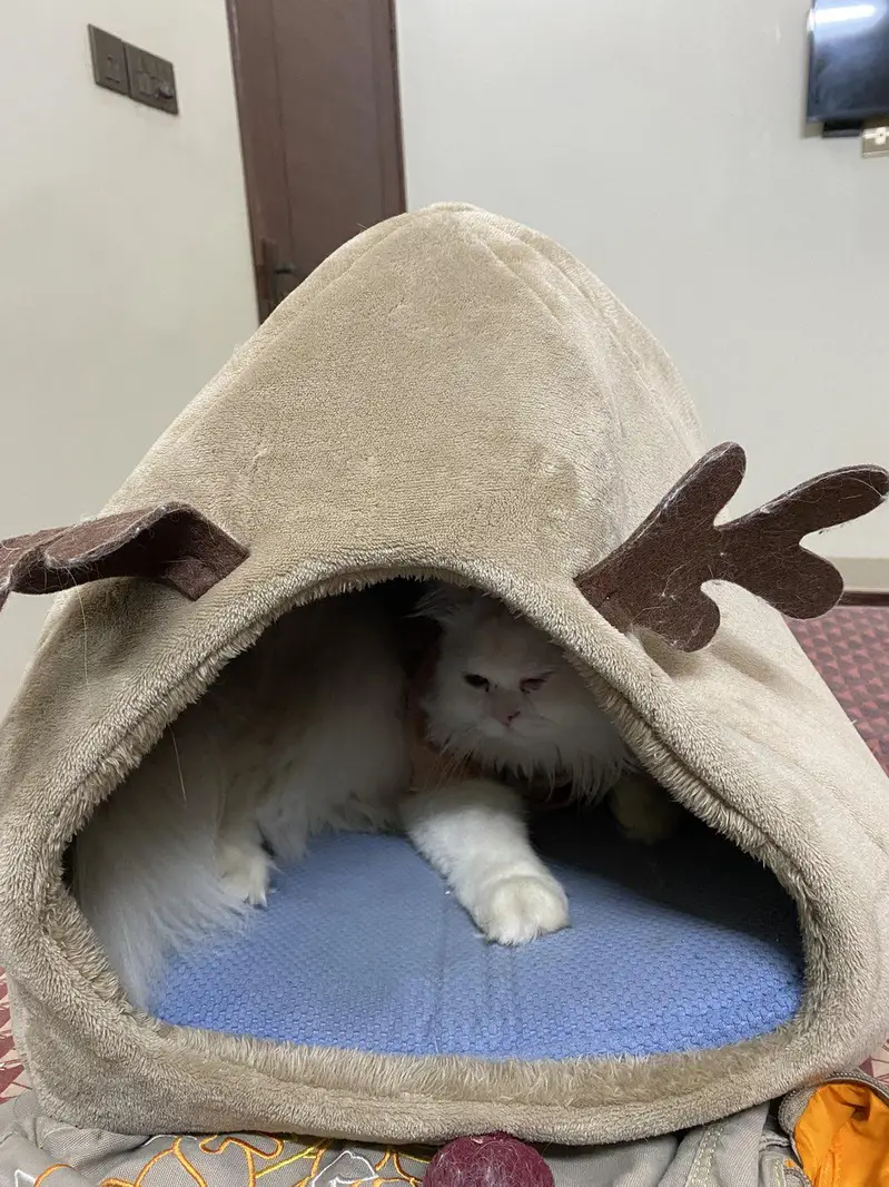 cat bed karachi only — photo 7