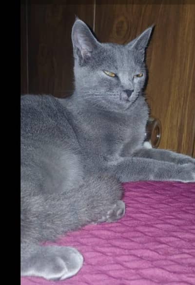 Russian Blue Cat