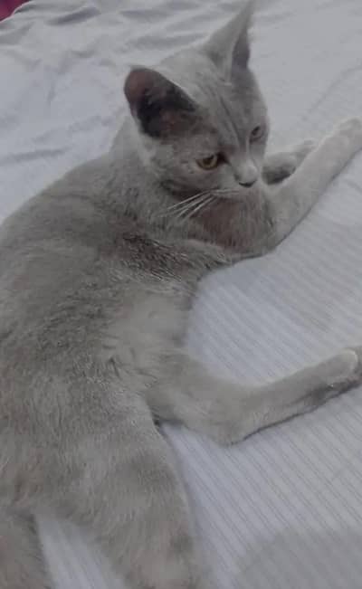 Russian Blue Cat