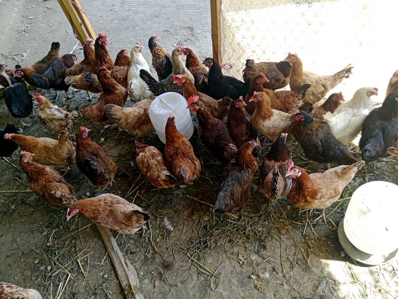 انڈوں والی مرغیاں 1