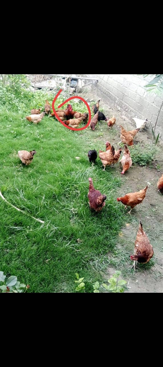 انڈوں والی مرغیاں 2