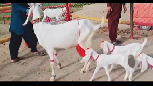 desi bakri for sale WhatsApp number 0329,5377,951