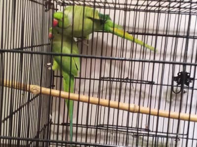 green parrot baby