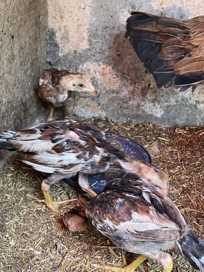 ASELL LAKHA CHICKS