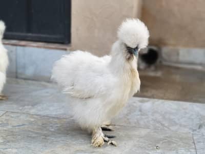 white silkie hen, high quality breed, Five fingers