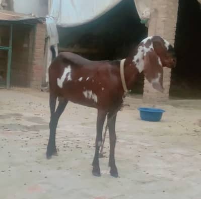 Ambar sari Goat