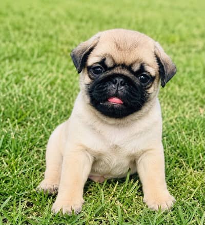 Pedigree Pug female