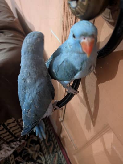 blue ringneck parrot