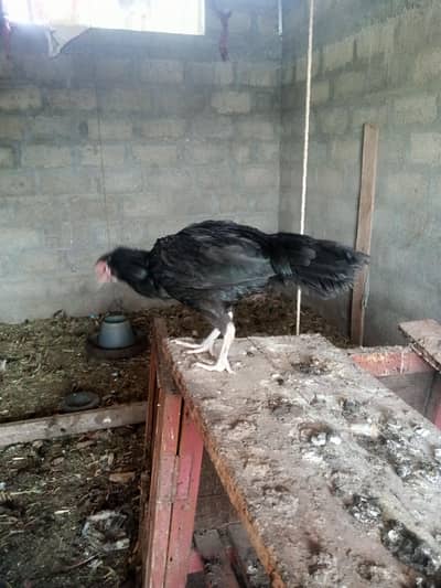 hen for sale