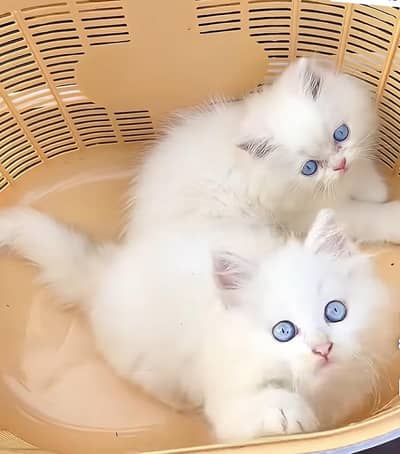 Persian triple court cat