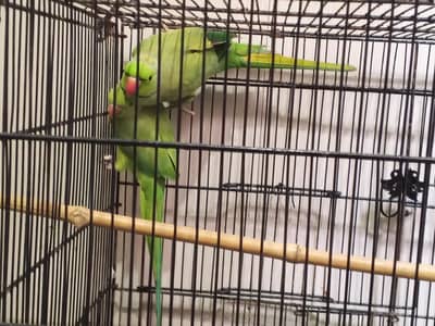 green parrot pair
