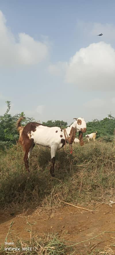bakri