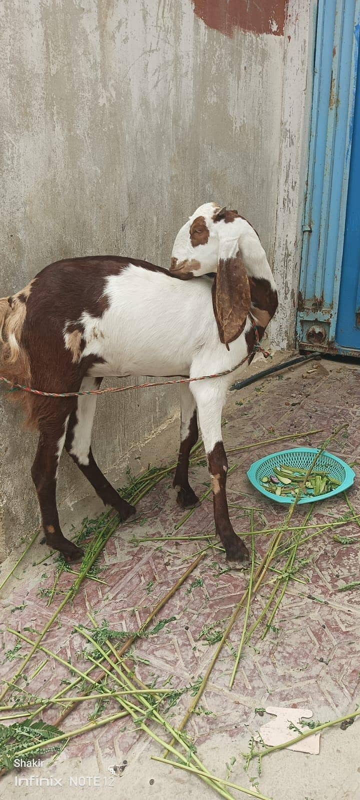 bakri 1