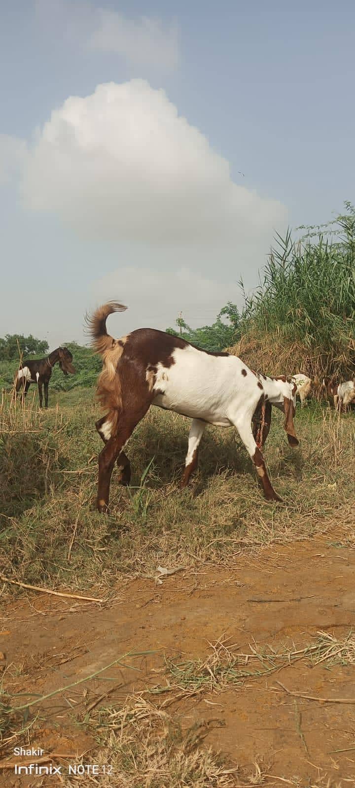bakri 2