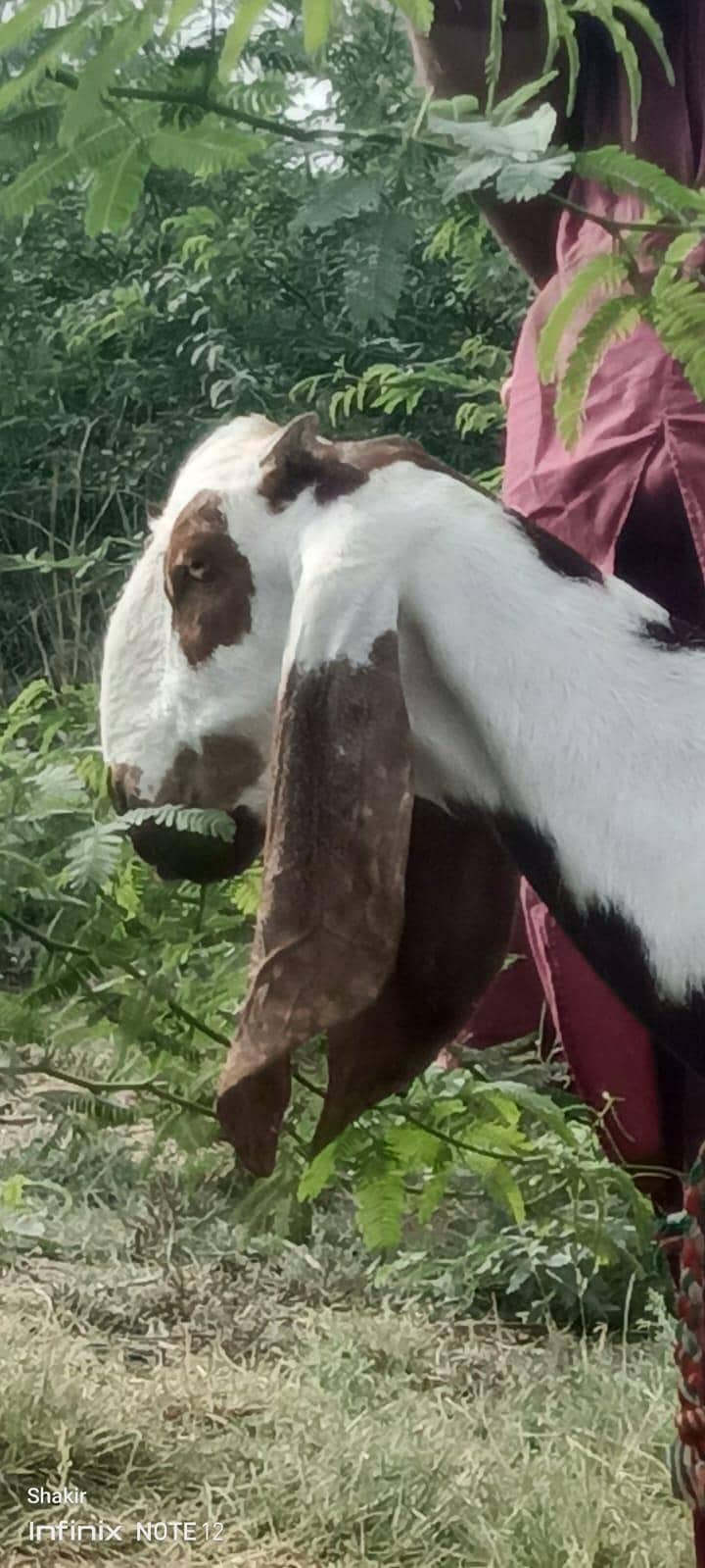 bakri 3