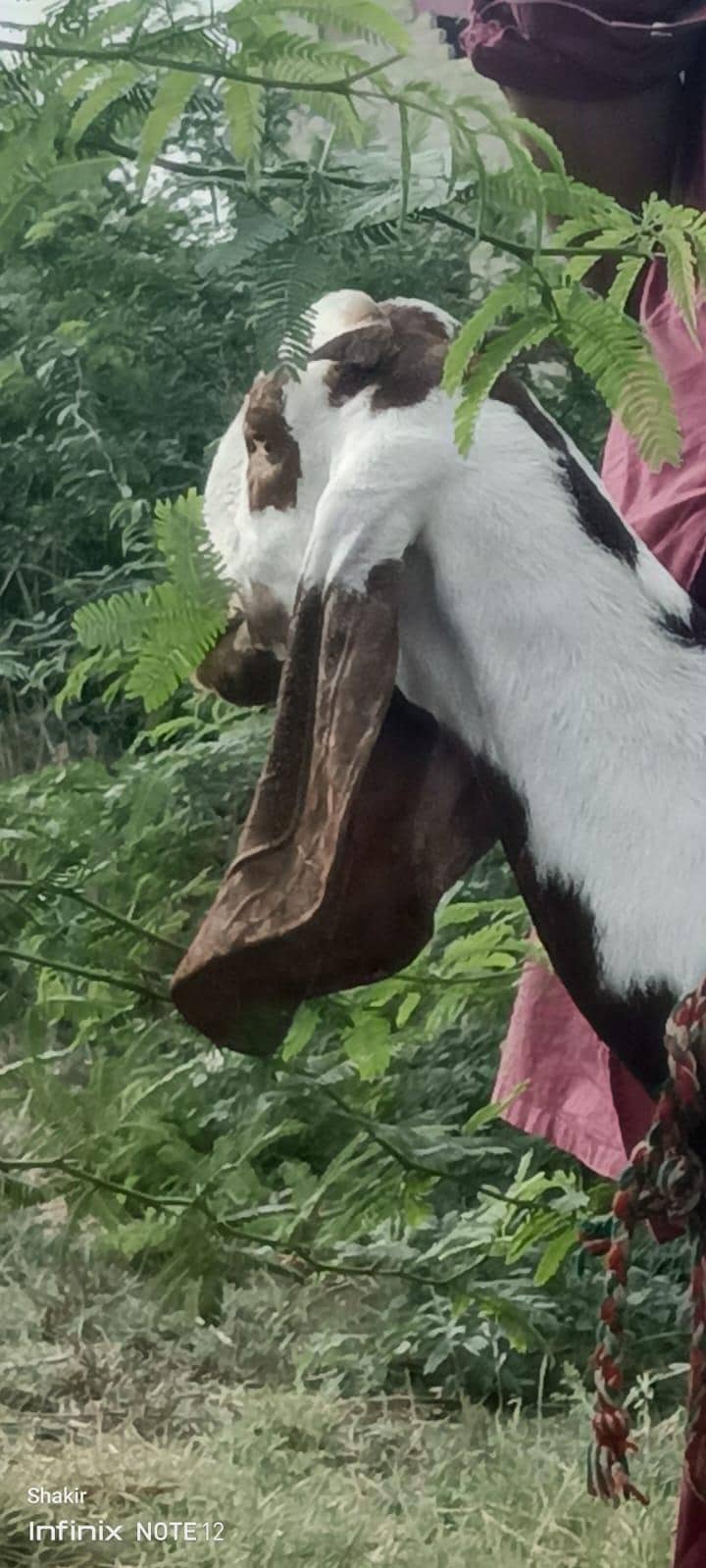 bakri 4