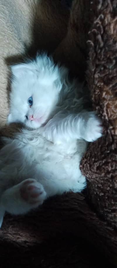 quality  kittens available