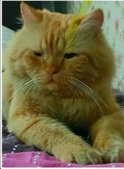 Persian Orange Ginger Cat
