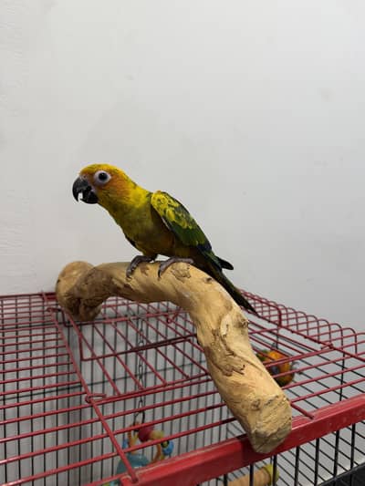 HAND TAME SUNCONURE