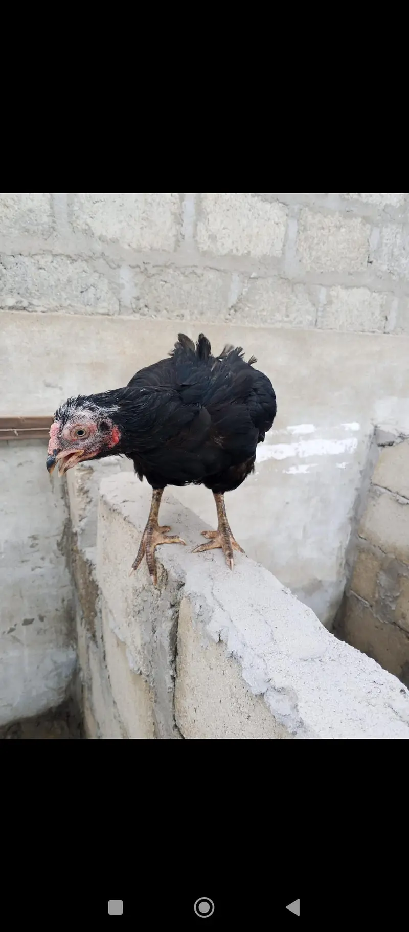 aseel Thai black main wattsapp no:+92 370 0335378 — photo 5