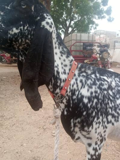 Makki chini bakri