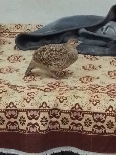 Dakhni tetar female for sale 03105355138