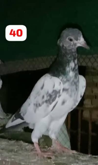 KABOOTAR K BACHY PATHI PATHA FOR SALE
