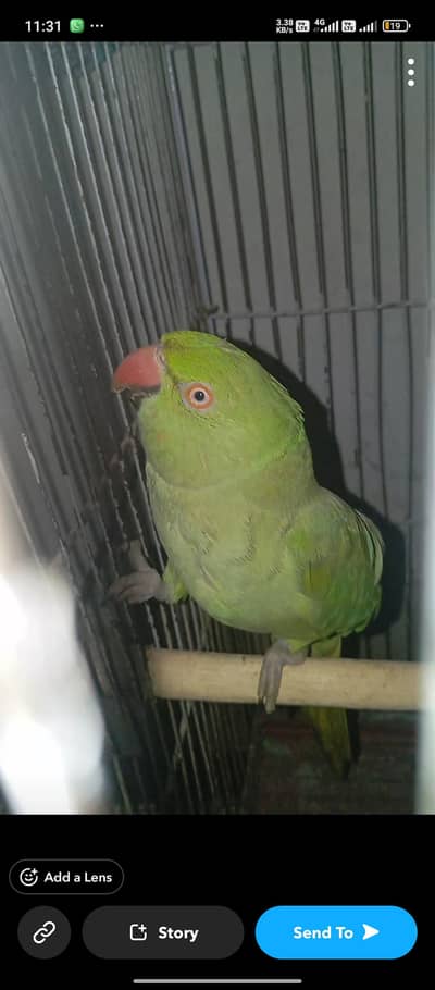 ring nick toking pair plus breeder pair
