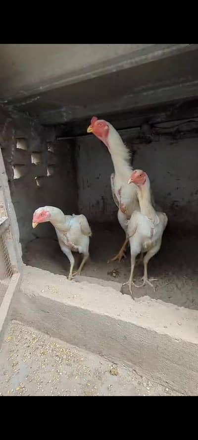 King shamo chicks available
