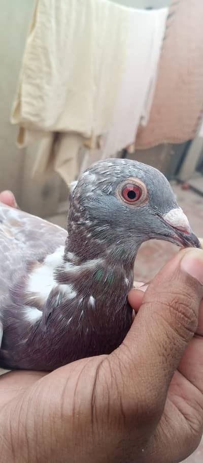 pigeon