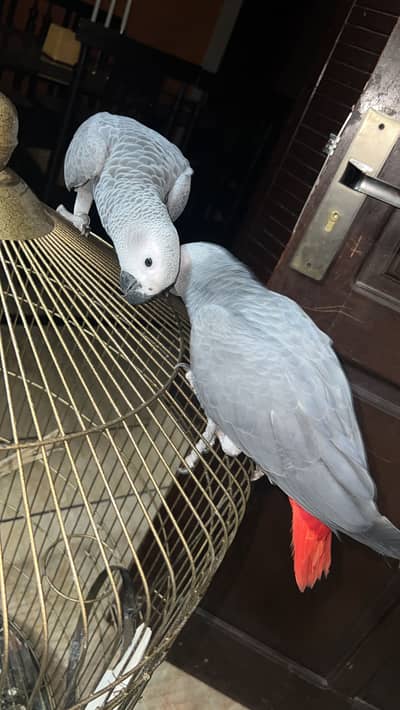 African Grey | Male | Female | Age 7 Months