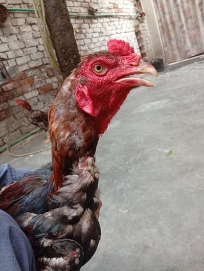 50000
