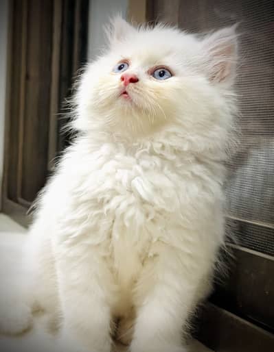 White Persian cat / semi punch face / triple coat