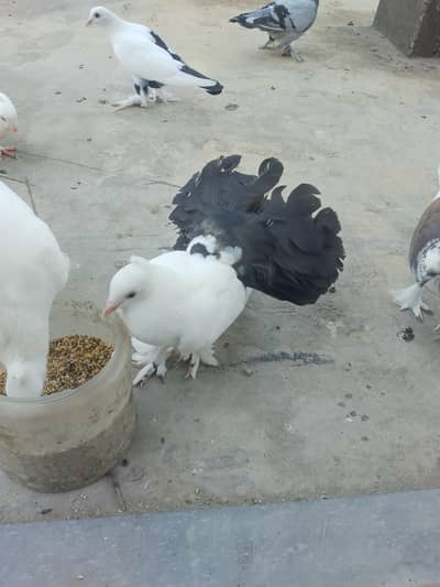 Blacktail lakka Male for sale