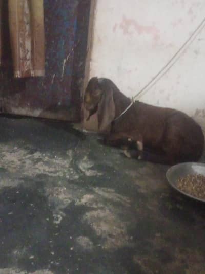 bakra