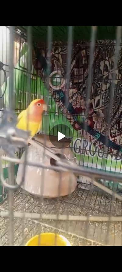 Cage with parrots par blue split enuo radise