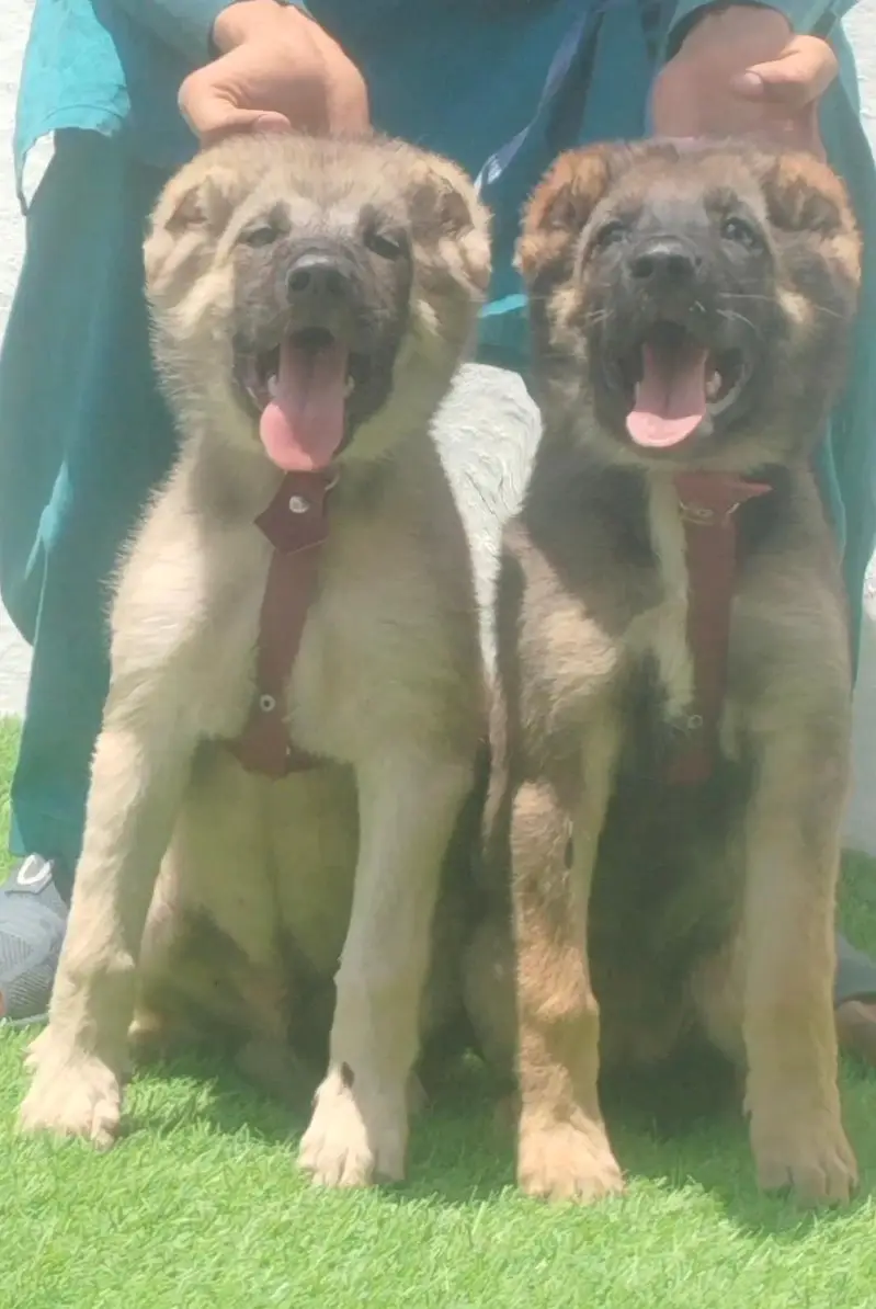 king Kurdish kangal puppies security Dog available — photo 2