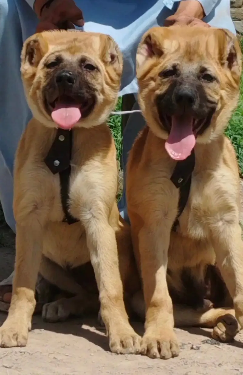 king Kurdish kangal puppies security Dog available — photo 3