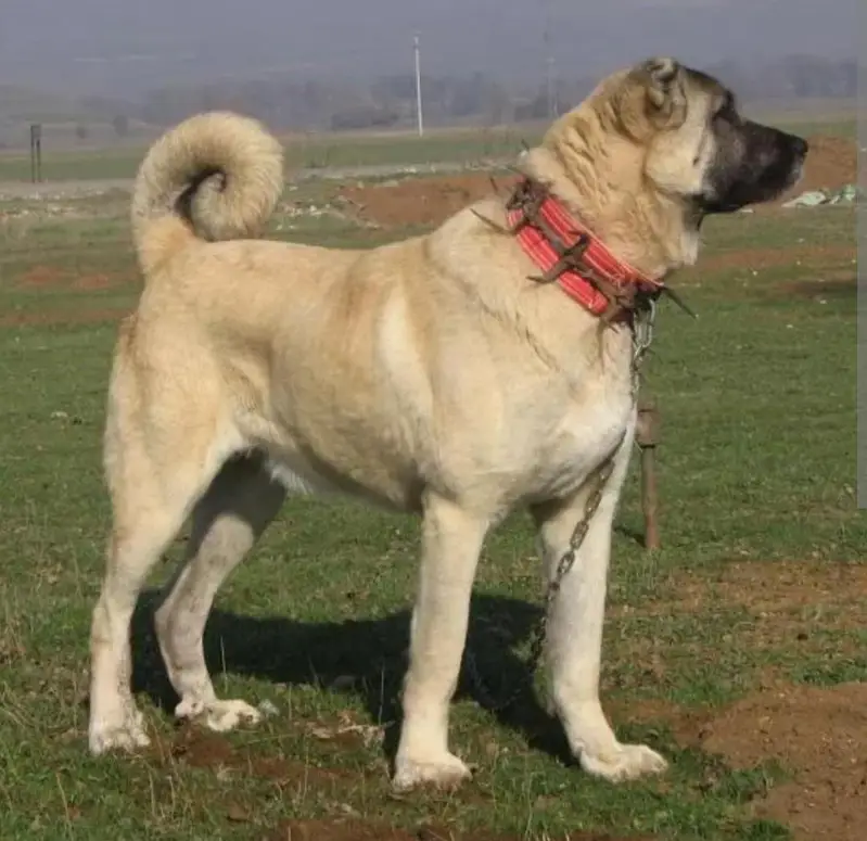 king Kurdish kangal puppies security Dog available — photo 4