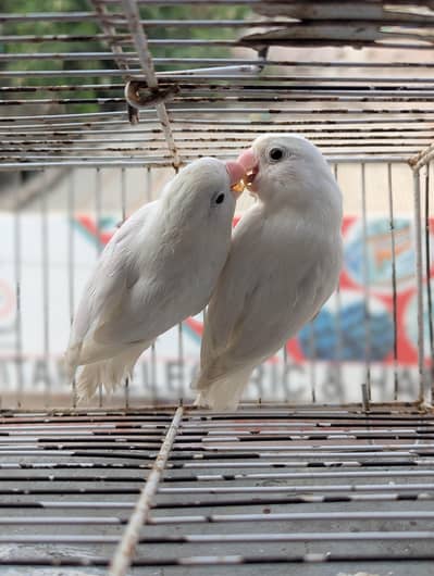 ALBINO SPLIT PAIR