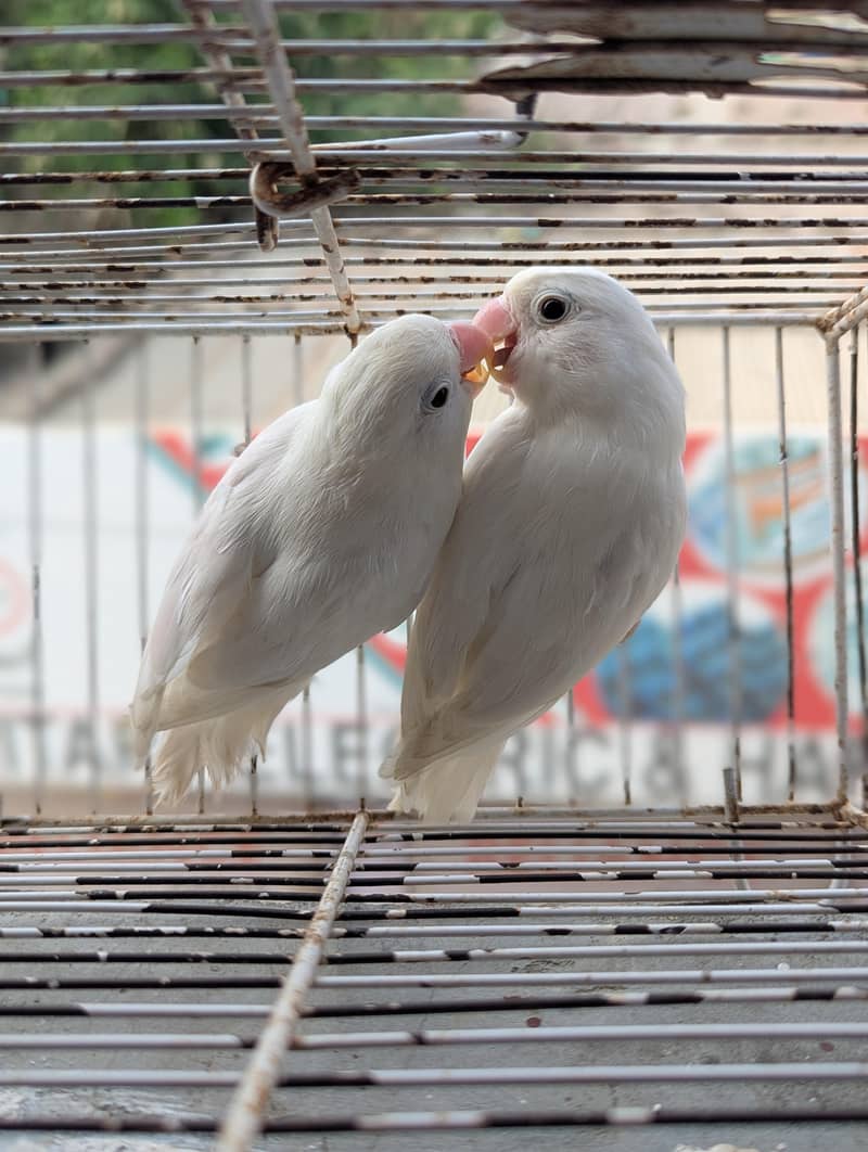 ALBINO SPLIT PAIR 0