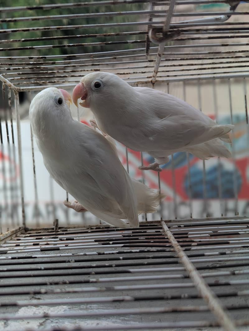 ALBINO SPLIT PAIR 1