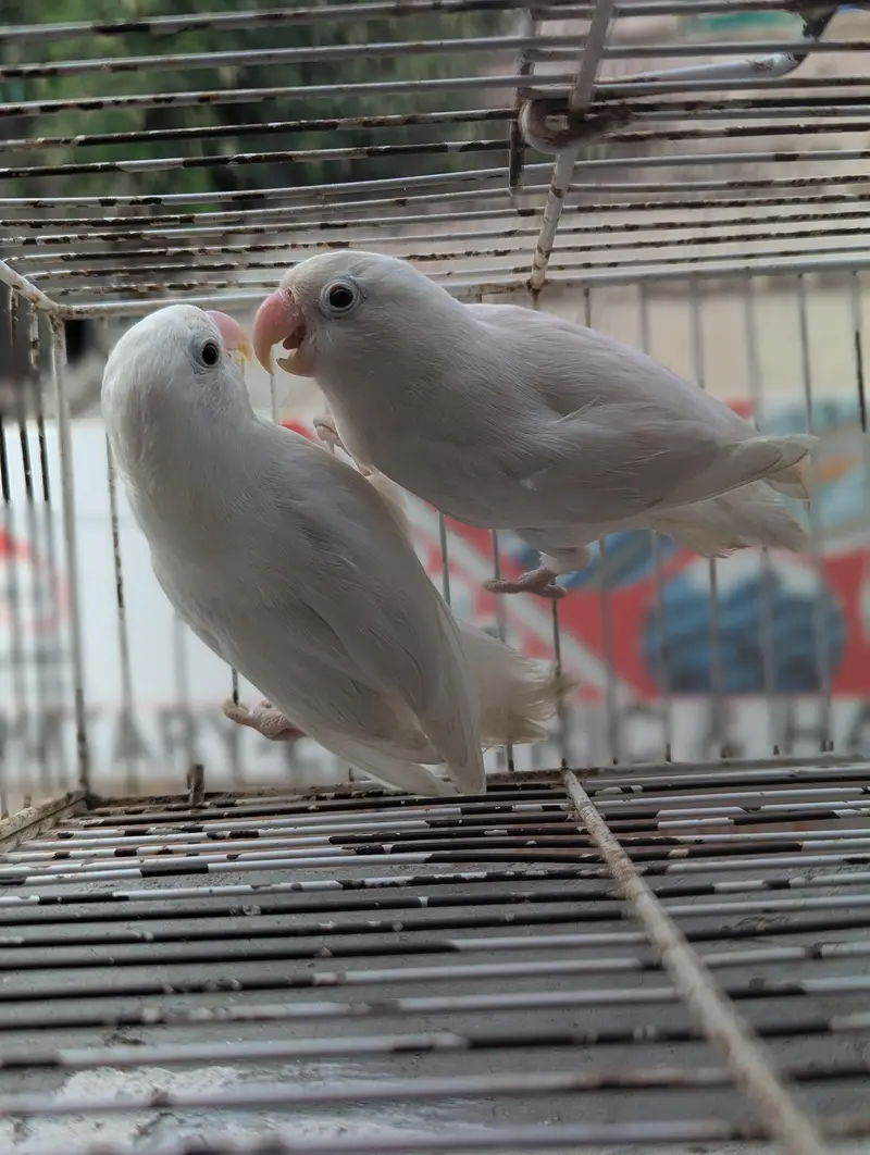 ALBINO SPLIT PAIR — photo 2