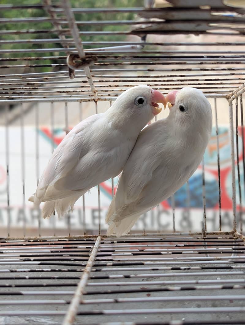 ALBINO SPLIT PAIR 2