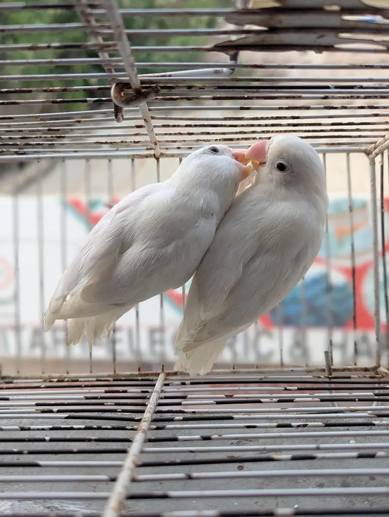 ALBINO SPLIT PAIR — photo 4